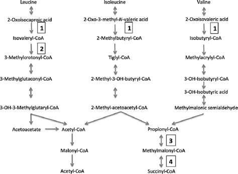 The Metabolic Pathway Of Branched Chain Amino Acids The Relevant