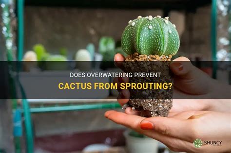 Does Overwatering Prevent Cactus From Sprouting Shuncy