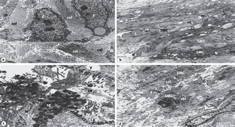 Figure From Effects Of Methotrexate On The Tubal Morphology Of