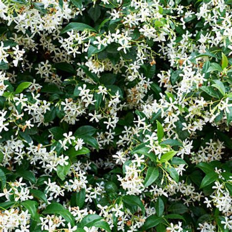 Star Jasmine Trellis for Sale | PlantologyUSA.com