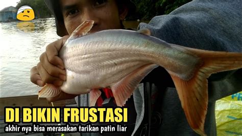 Mancing Ikan Patin Di Sungai Kalimantan Youtube