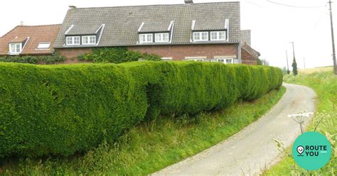 Geschoren Erfafsluitingshaag Van Taxus Boom RouteYou