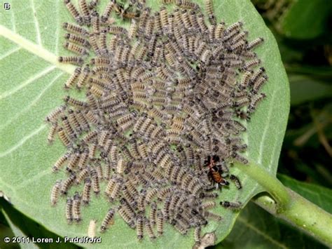 MILKWEED TUSSOCK MOTH - Fontenelle Forest Nature Search : Fontenelle ...