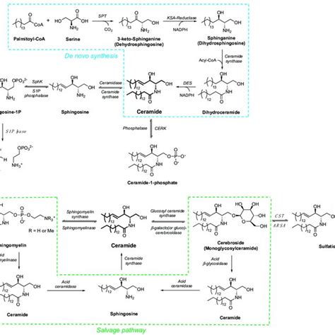 Synthesis And Metabolism Of Sphingolipids And Ceramides A De Novo