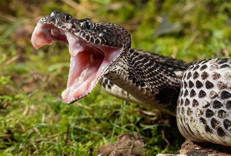 The Venomous Snakes Of Tennessee Worldatlas