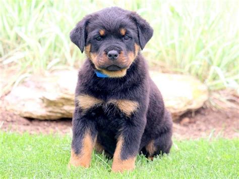 Pomeranian Rottweiler Mix Name - Pets Lovers