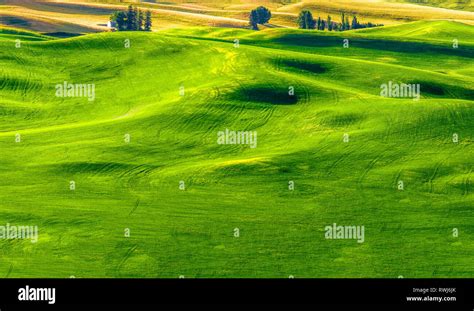 Bright Green Grass Field On Rolling Hills The Palouse Washington