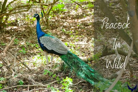 How Long Do Peacocks Live In Wild 2024 Peacock Lifespan