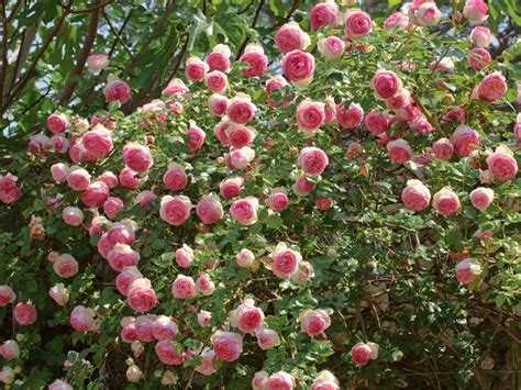 6 Climbing Roses That Are Easy To Grow And Will Make Your Garden Look