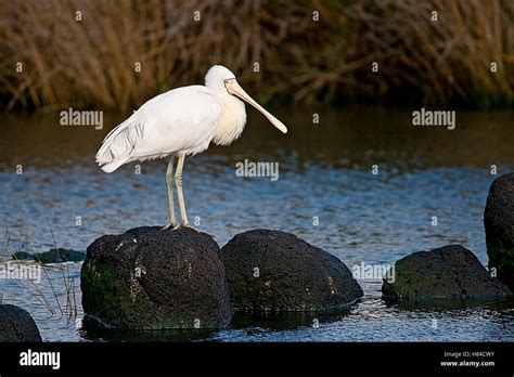 Yellow Billed Spoonbill Platalea Flavipes Victoria Australia Stock