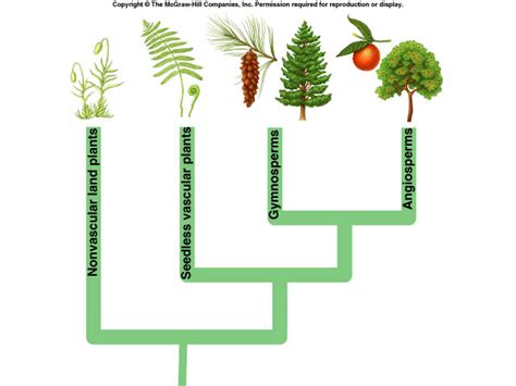 How Plants Colonized Land