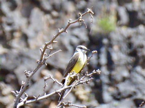 Still Life: Vernal Vignettes | Chasing Dirt