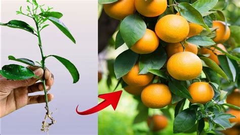 How To Grow Orange Tree Cutting Step By Step At Home Growing Orange