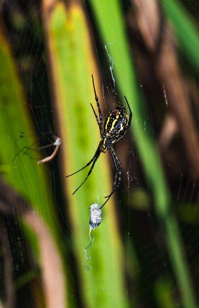 Premium Photo The Eightlegged Marvel An Indepth Portrait Of A Spiders Silkspinning Mastery