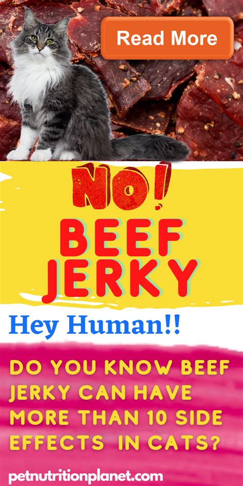 Does Cats Eat Beef Jerky Parfait Blogger Photo Galery