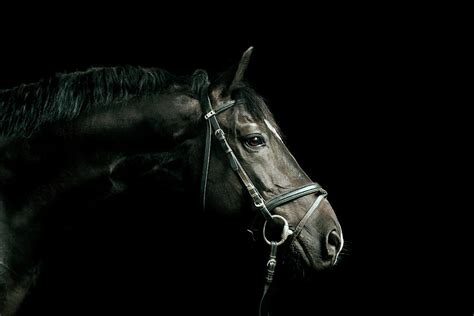 Black Horse Portrait by Pixalot