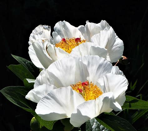 Camera Mishap - Susan Boyd Photography