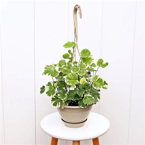 LIVE 6 Hanging Basket Aralia Balfouriana Polyscias Houseplant Hanging