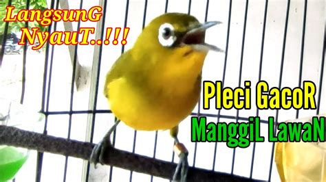 Suara Pleci Gacor Manggil Lawan Bikin Lawan Langsung Emosi Cepat