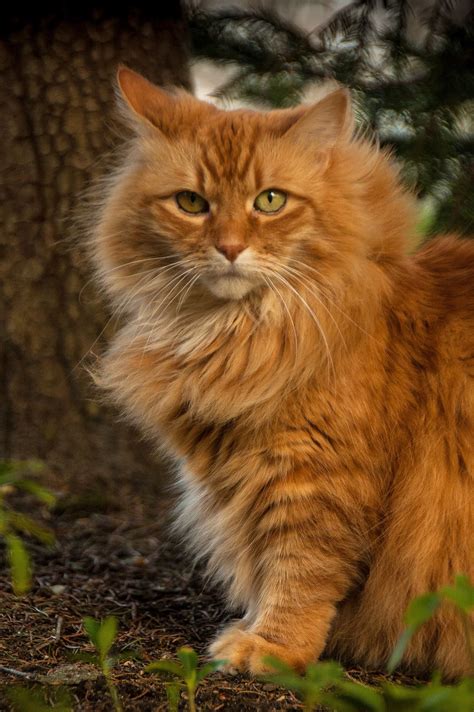 Orange Fluffy Cats