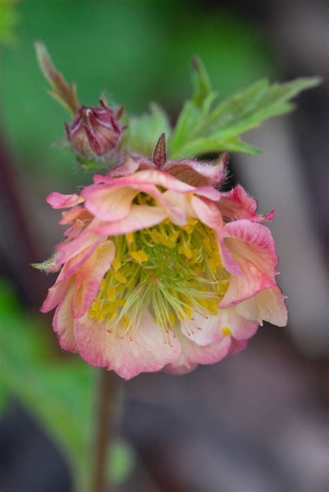 Geum Andshannaraand D Avens Andshannaraand Herbaceous Perennial Rhs