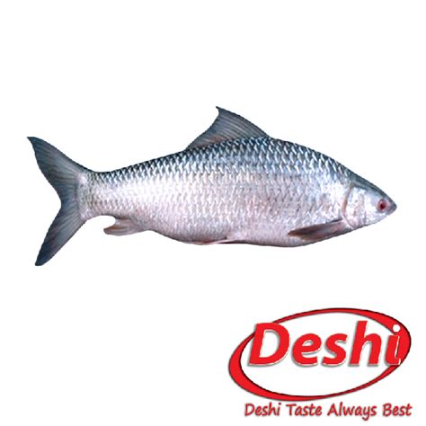 Deshi Mrigal Fish(Cirrhinus mrigala)