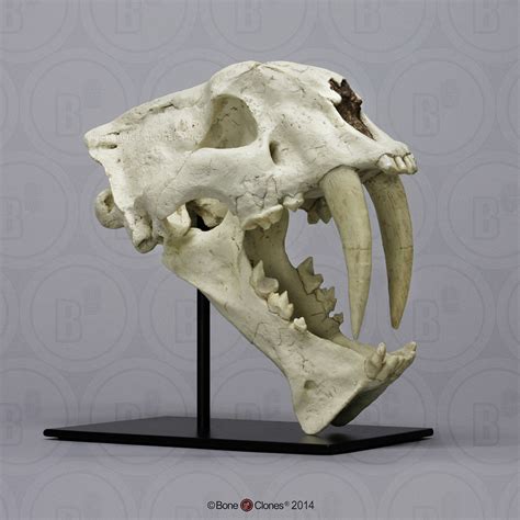 Megantereon nihowanensis Skull - Bone Clones, Inc. - Osteological ...