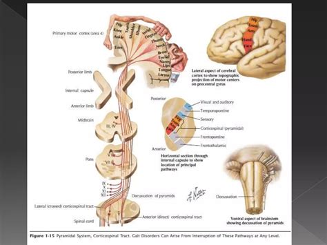 Pyramidal Tract And Extra Pyramidal Tracts Ppt