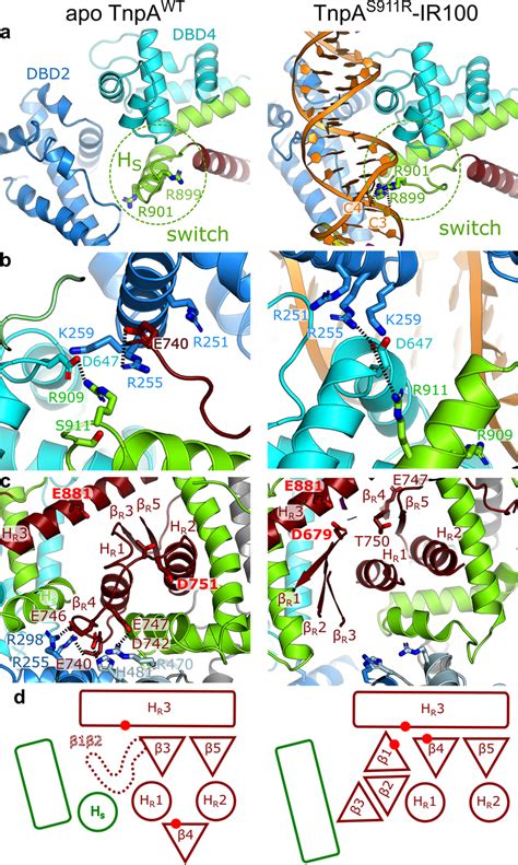 Details Of Conformational Changes Between Apo And Tnpas R Ir