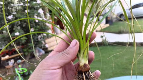 Planta Pata de Elefante No Vaso Como Cuidar Como Podar e Preço