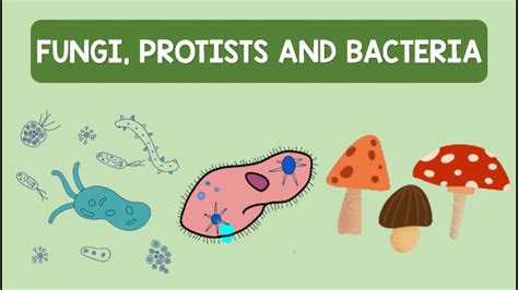 Fungi Protists And Bacteria Biology Animation YouTube