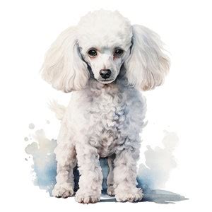 Poodle Clipart Pudel Clipart Printable Watercolor Clipart High