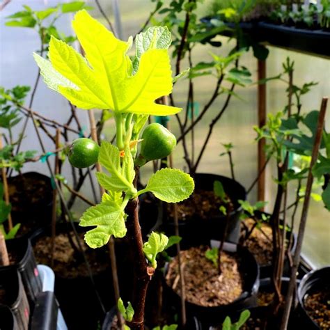 Wake Up Call How To Handle Early Leafing Out In Container Fig Trees W