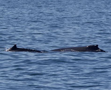 Monterey Bay Wildlife Humpback Whales Sea Otters Sea Lions Sea