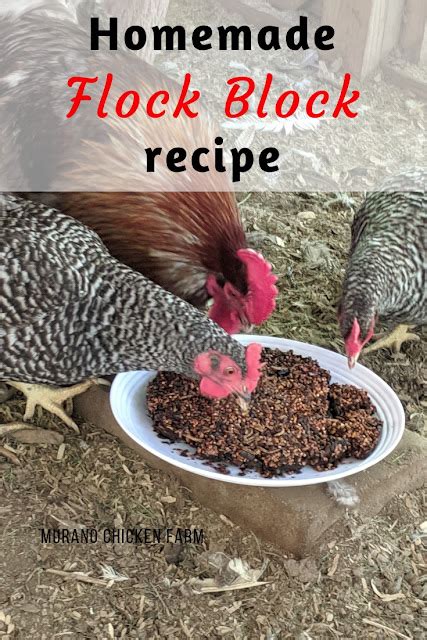 Homemade Flock Block Recipe Murano Chicken Farm