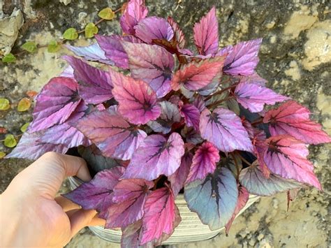 Comprar Begonias En Vivero Roots