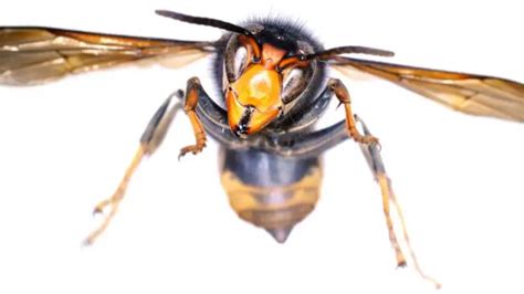 Scientists Predict Potential Spread Of Invasive Asian Giant “murder” Hornet Through United