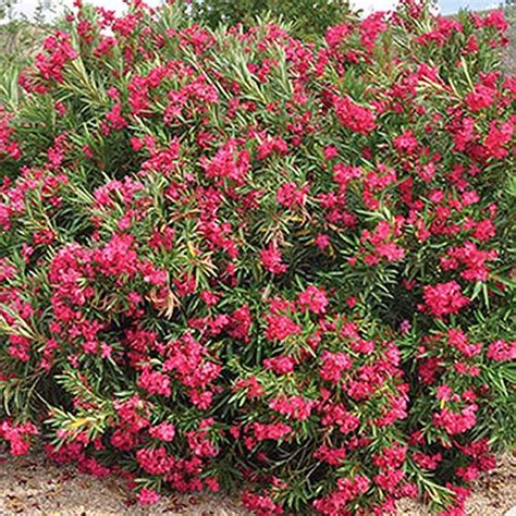 9 of the Best Oleander Varieties | Gardener’s Path