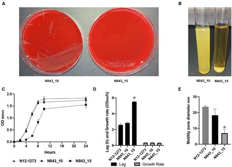 Frontiers Evolution Of Listeria Monocytogenes During A Persistent