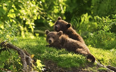 26 Fondos De Pantalla Del Oso Pardo Wallpapers De Osos En Hd