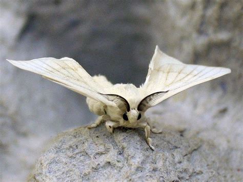 Silk Moth | Cute moth, Moth, Poodle moth