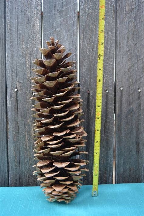 Giants Sugar Pine Cones Large Pine Cones Pine Cone Crafts - Etsy UK