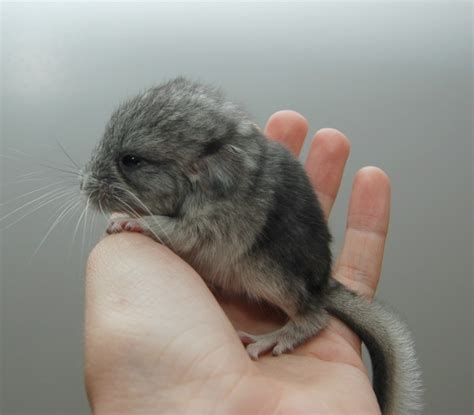 Baby chinchilla - Teh Cute