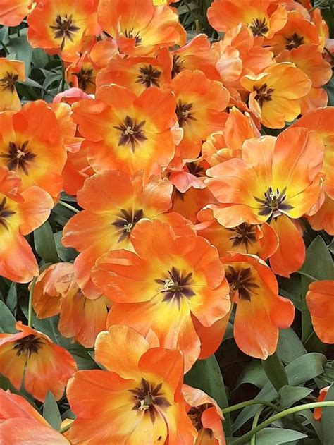 Harvesting Beauty Tulip Watching Anita Sanchez