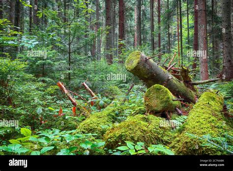 Fallen Trees In The Forest Hi Res Stock Photography And Images Alamy