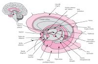 Neuropsicolog A Sistema L Mbico Su Funcionalidad Y Elabore Un