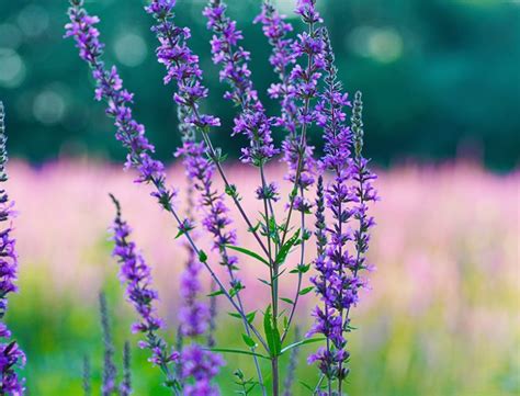 Hyssop Guide How To Grow And Care For Hyssopus Officinalis