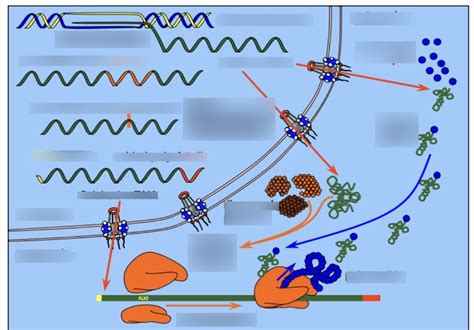 Transcription And Translation Diagram Quizlet