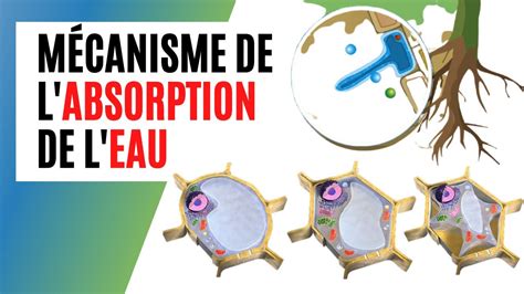 M Canisme De L Absorption De L Eau Par La Plante Verte Changes D Eau