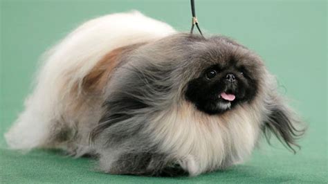 Hilariously Cute Pekingese Takes Best in Show at Westminster